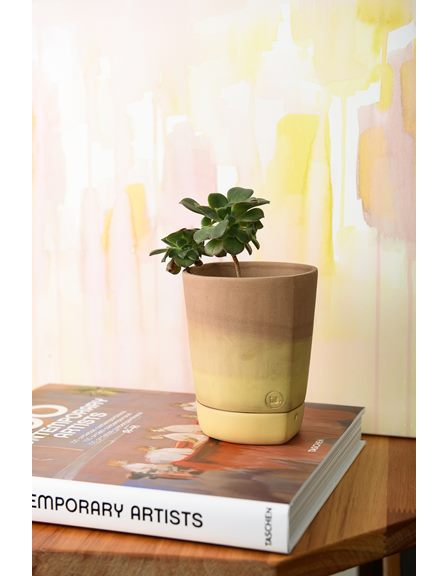 lemon casa 774