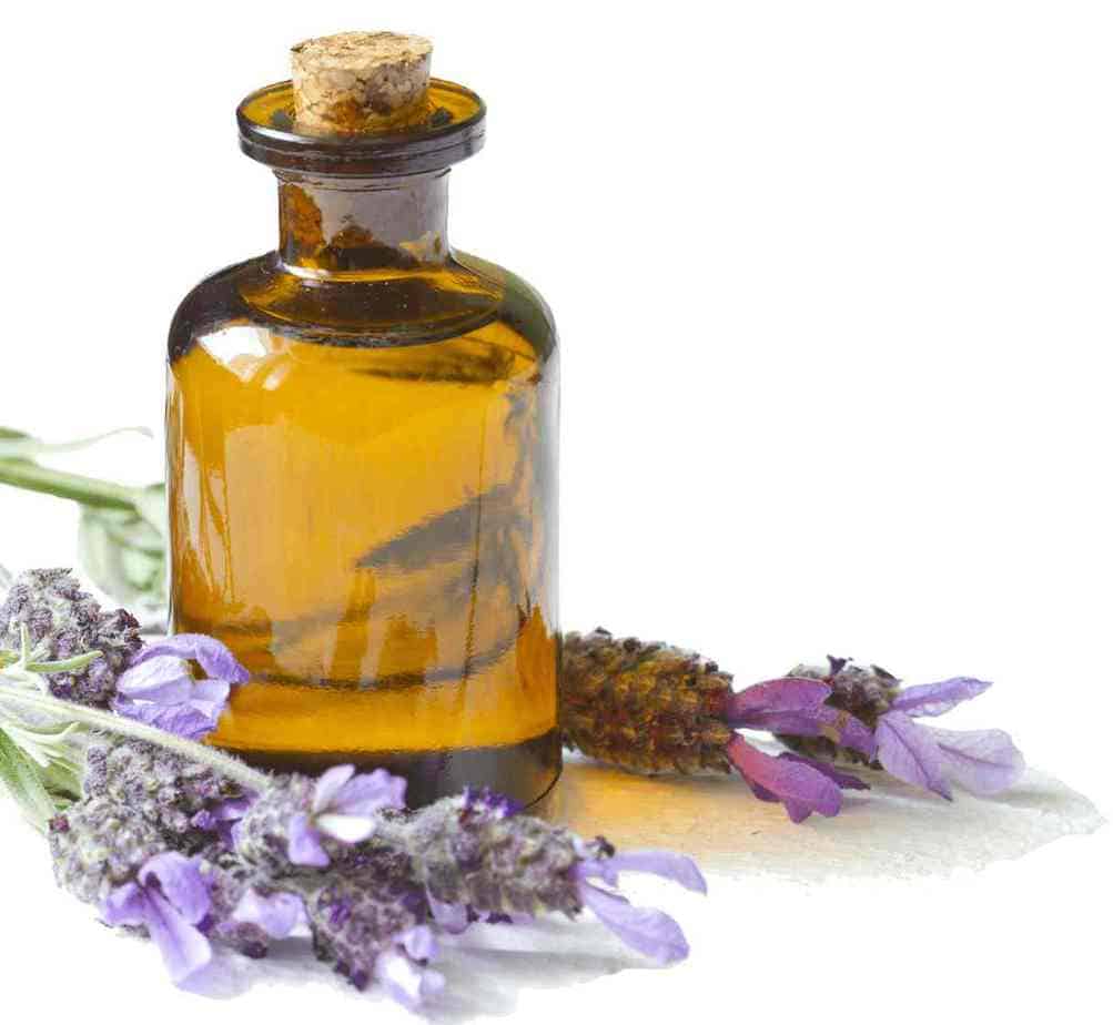 lavanda